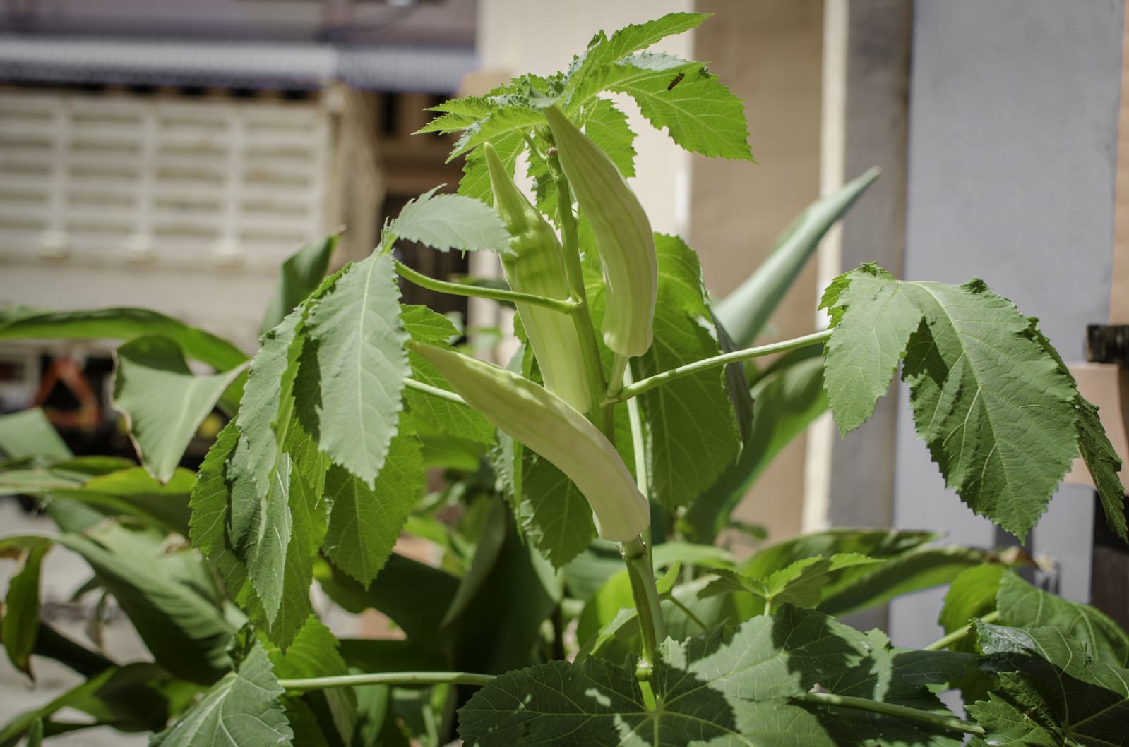 OKRA CULTIVATION