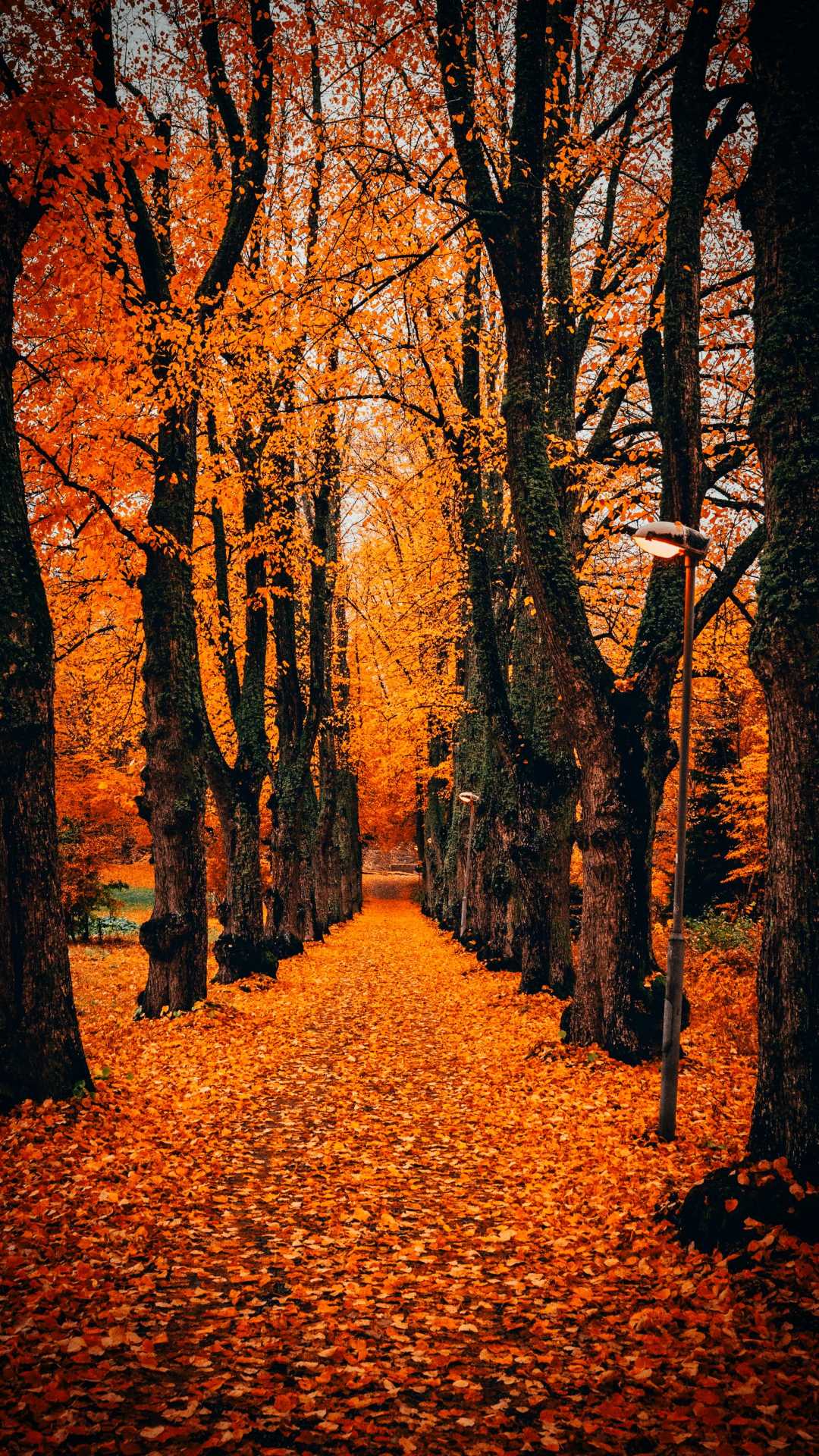 1000 Autumn Leaves Pictures  Download Free Images on Unsplash