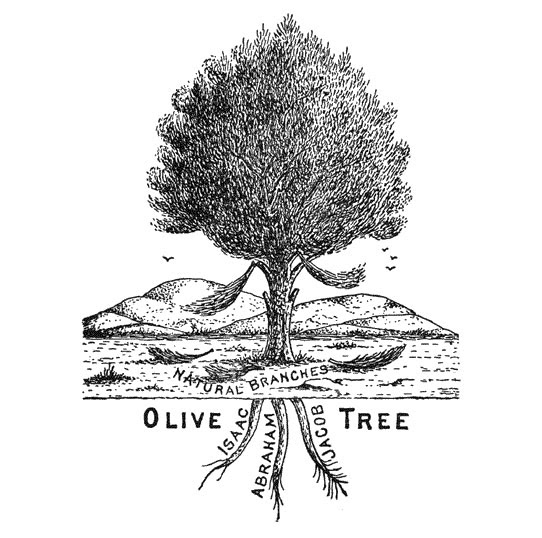 Bible Charts The Apostle Paul's Olive Tree Analogy