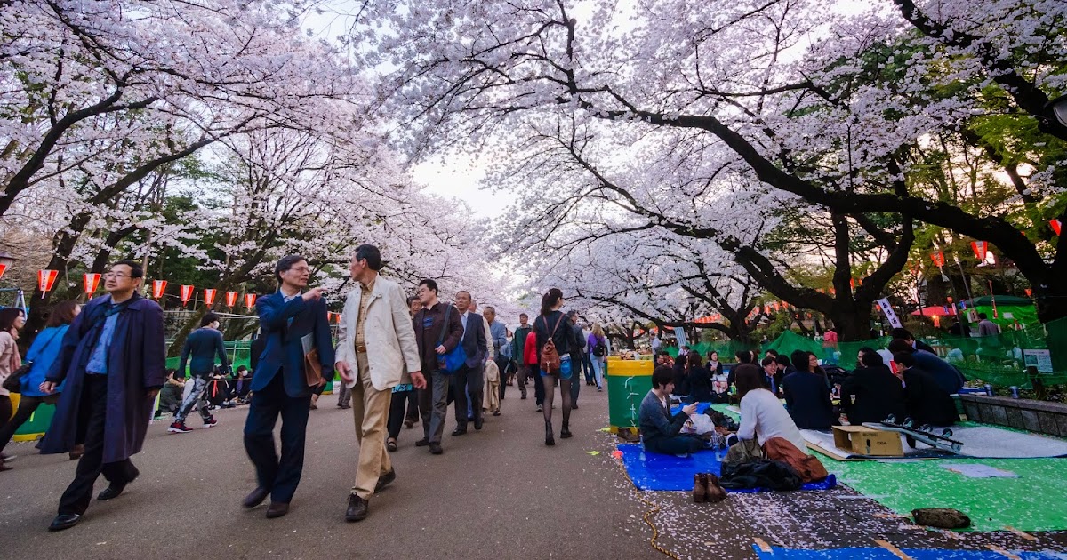 Tempat Wisata Musim Semi Di Dunia Korea Yeouido Park Spring