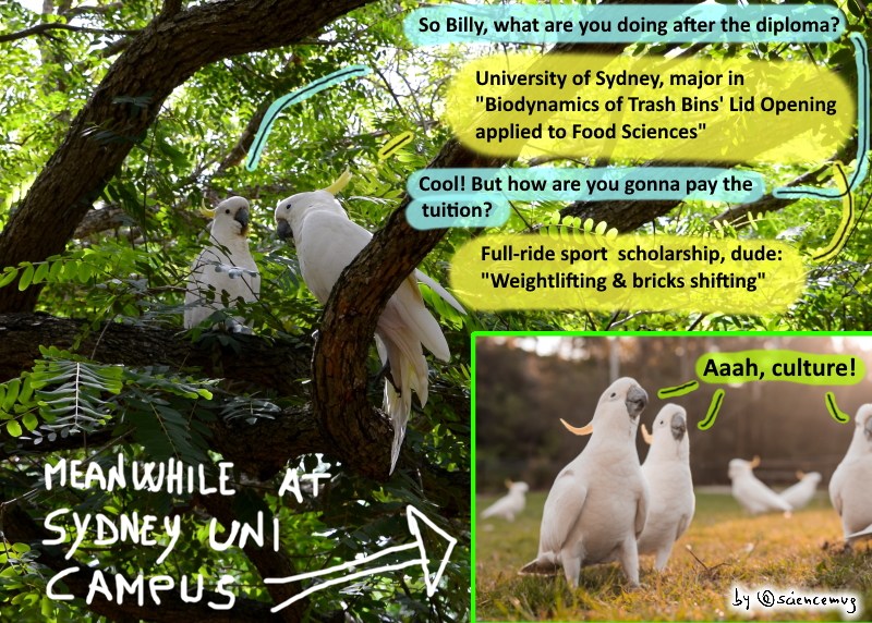 sciencemug sip science & laugh THE TRUE ORIGIN OF COCKATOOS PARROTS