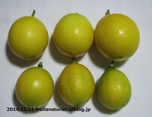 無農薬 レモンの苗木 果樹 特大株 鉢底からの高さは約117センチ