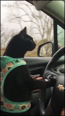 Amazing Cat GIF • Pawesome black cat driving a car like a boss. “Baby you can drive my car” ♫ ♪ Amazing Cat GIF • Pawesome black cat driving a car like a boss. “Baby you can drive my car” ♫ ♪