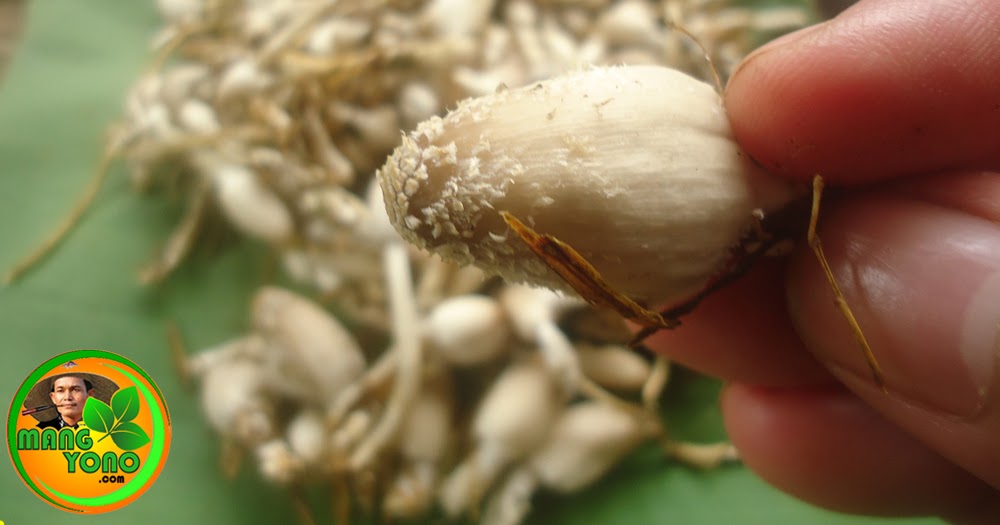 Berburu Jamur Merang (Volvariella Volvacea) Tumbuh Di Tumpukan Jerami