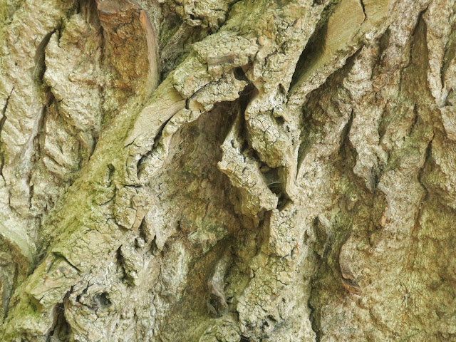 Close up of tree bark