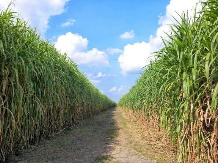 Napier grass farming