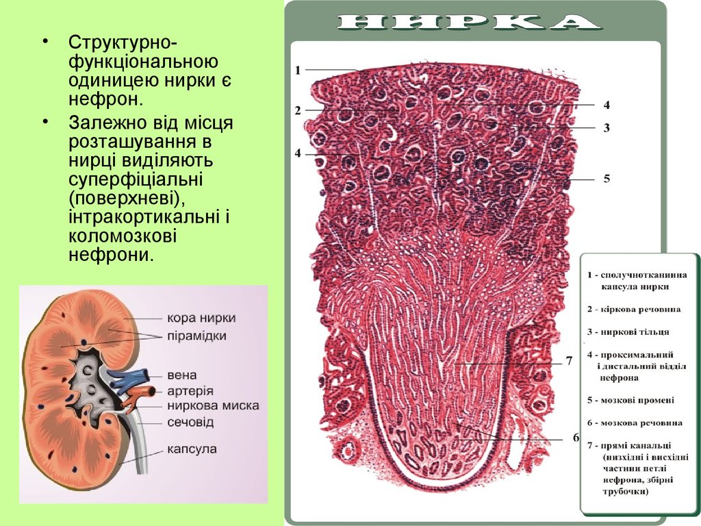 структурная единица почки. функциональная почка. нефрон основная структурно функциональная единица почки. строение нефрона почки. строение нефрона структурной единицы почки.