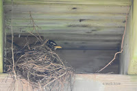 American robin on nest under a deck – Summerside, PEI – June 21, 2017 – © Marie Smith