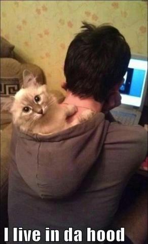 Speak of the Devil: A Day In The Life Of A Cat