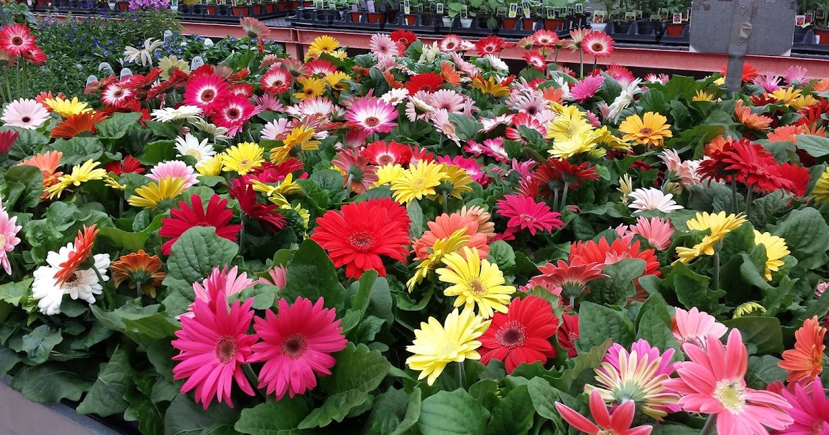 Choosing the Best Plants for your Garden