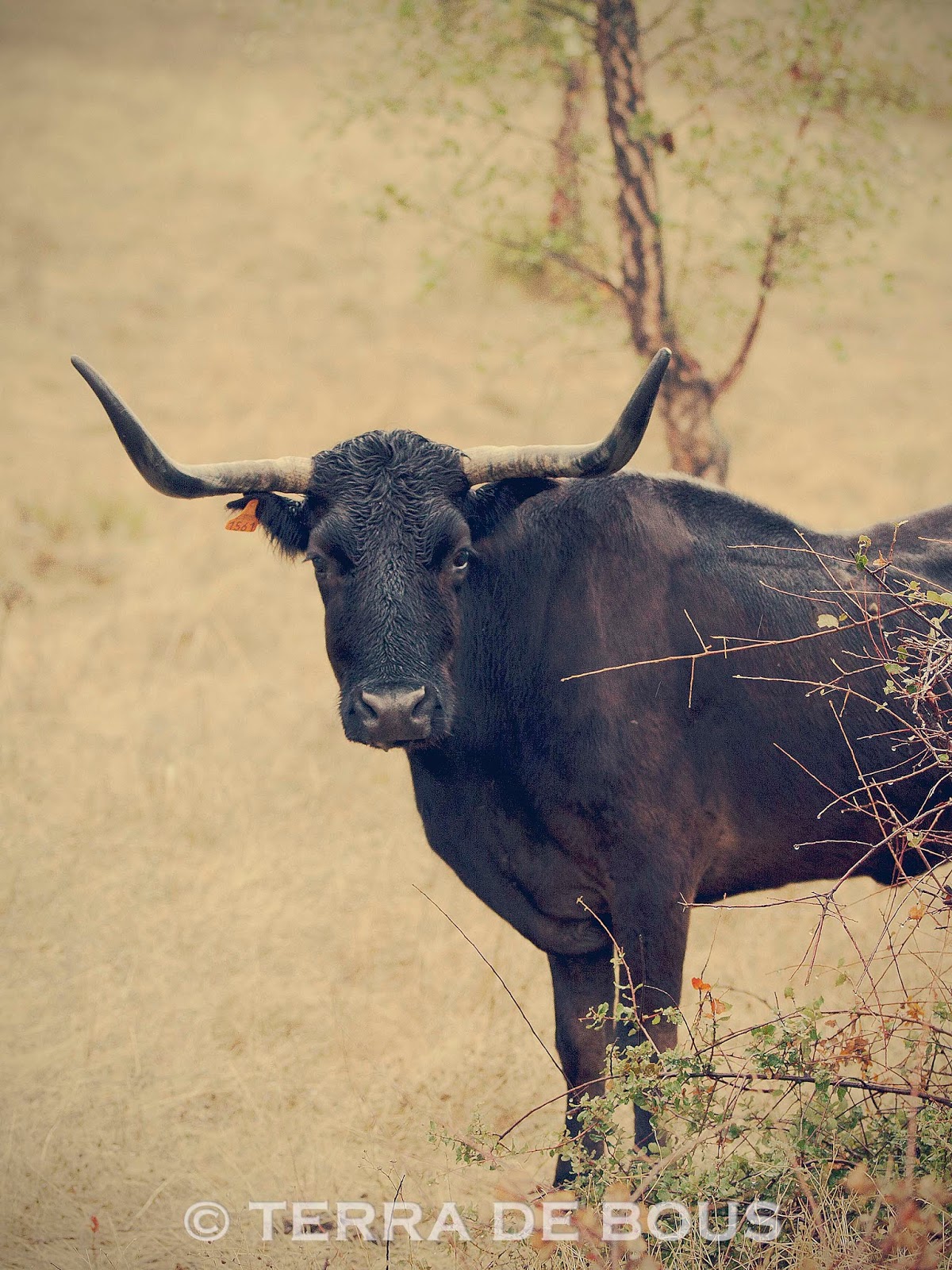 LOS PEDRAJAS DEL MARQUÉS DE ALBASERRADA, UNA BONITA HISTORIA CONSTRUIDA