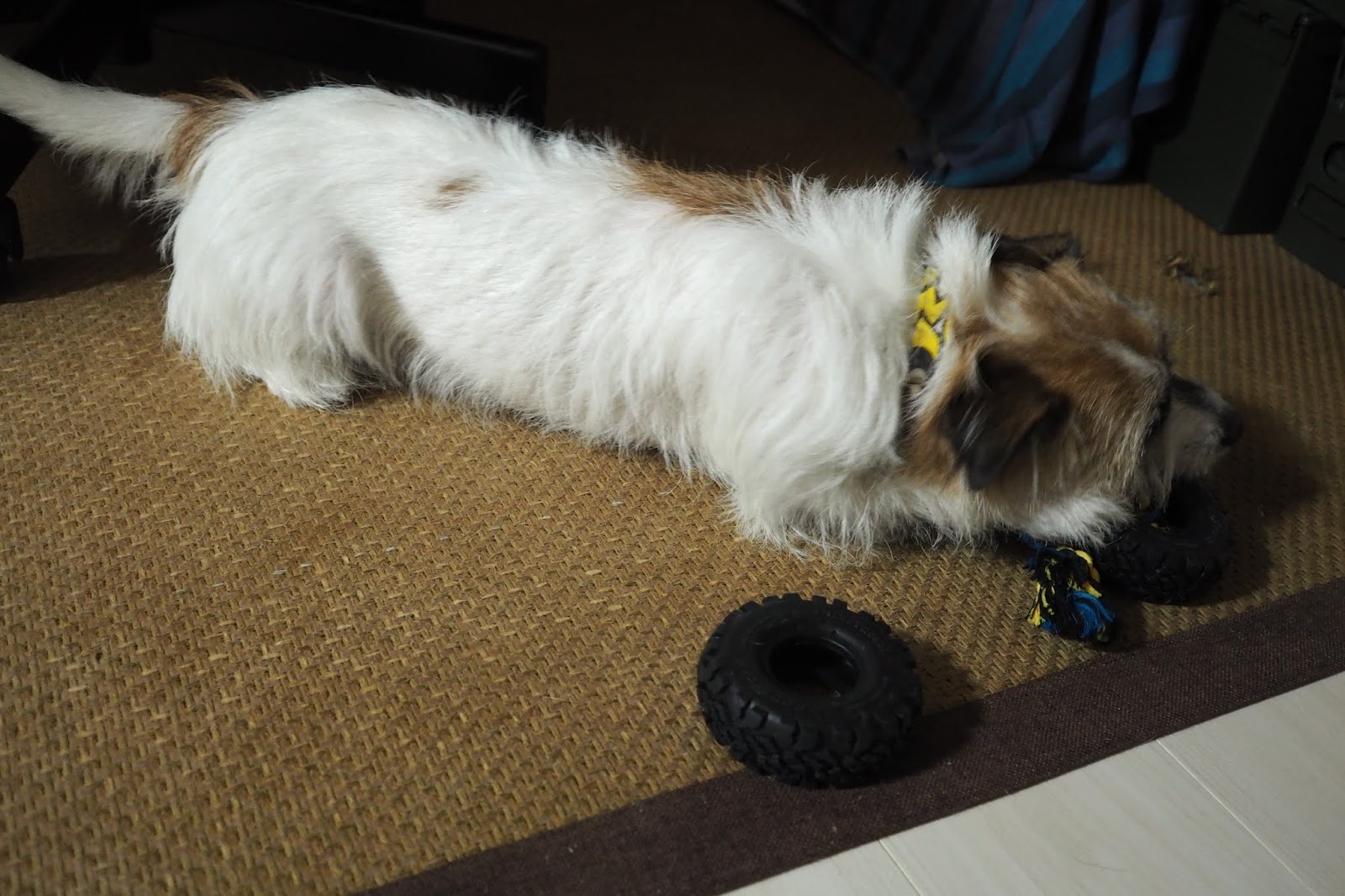 もふもふゴワゴワ犬 攻略log コストコで新しい玩具購入 Good Yearのタイヤが犬のおもちゃに