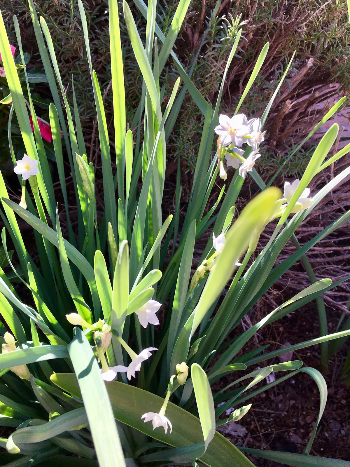 Blooming Paperwhites