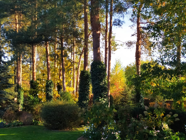 Jesienny ogród, rośliny przebarwiające się jesienią