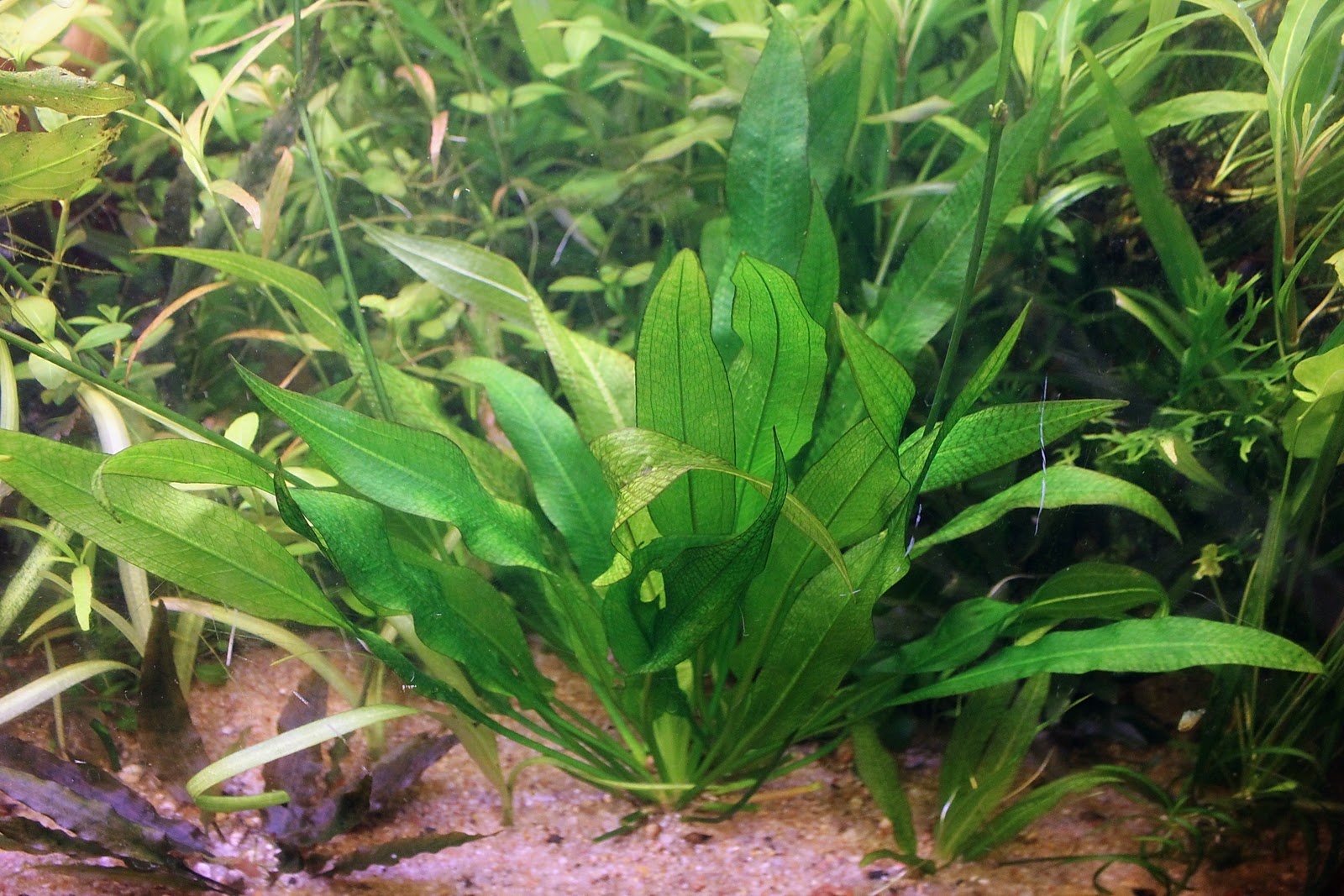 эхинодорус амазонка. эхинодорус амазонский аквариумное растение. эхинодорус амазонка. эхинодорус амазонский аквариумное. эхинодорус амазонка.