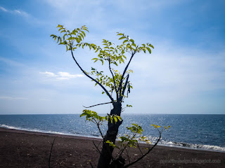 Tropical Beach Plants View Grow On The Beach On A Sunny Day At Umeanyar Village North Bali Indonesia