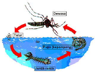 metamorfosis nyamuk