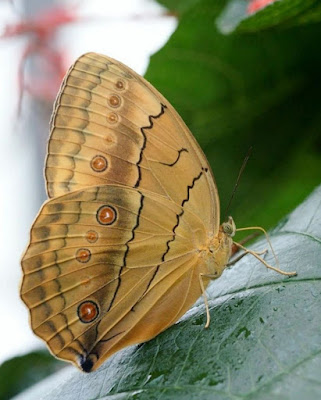 أجÙ
Ù ØµÙØ± Ù Ø®ÙÙÙØ§Øª اÙÙØ±Ø§Ø´Ø§Øª Butterfly Wallpapers Ù
عÙÙÙ
ات Ù ØµÙØ± ÙØ±Ø§Ø´Ø§Øª Butterflies أجÙ
Ù ØµÙØ± Ù Ø®ÙÙÙØ§Øª اÙÙØ±Ø§Ø´Ø§Øª Butterfly Wallpapers Ù
عÙÙÙ
ات Ù ØµÙØ± ÙØ±Ø§Ø´Ø§Øª Butterflies