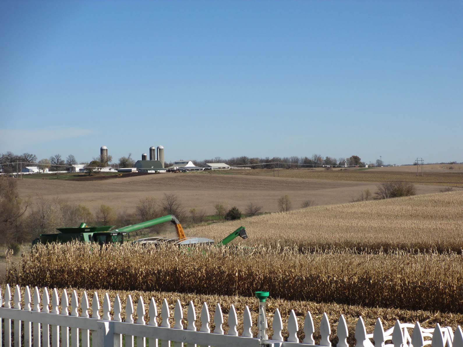 Garden Fancy Corn Harvest garden-fancy-corn-harvest