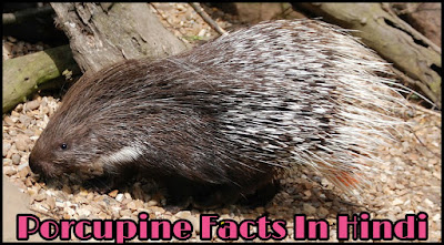साही जानवर की जानकारी हिन्दी में-Porcupine Animals Information In Hindi