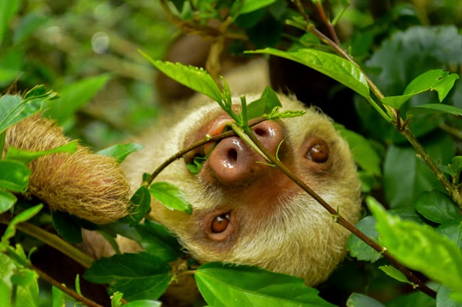 Sloths in Costa Rica 
