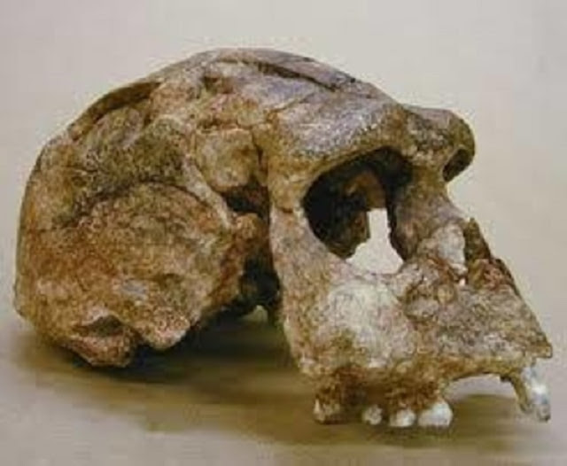 Tempat Penemuan Tengkorak Pithecanthropus erectus