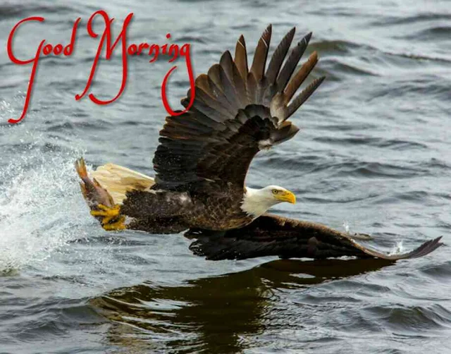 Good morning bird image of bald eagles