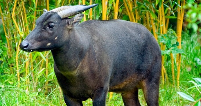  Anoa  Hewan Endemik Sulawesi Selatan yang Terancam Punah 