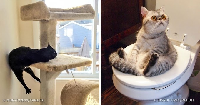 10 Pictures That Can Go Crazy With Or Without Catnip