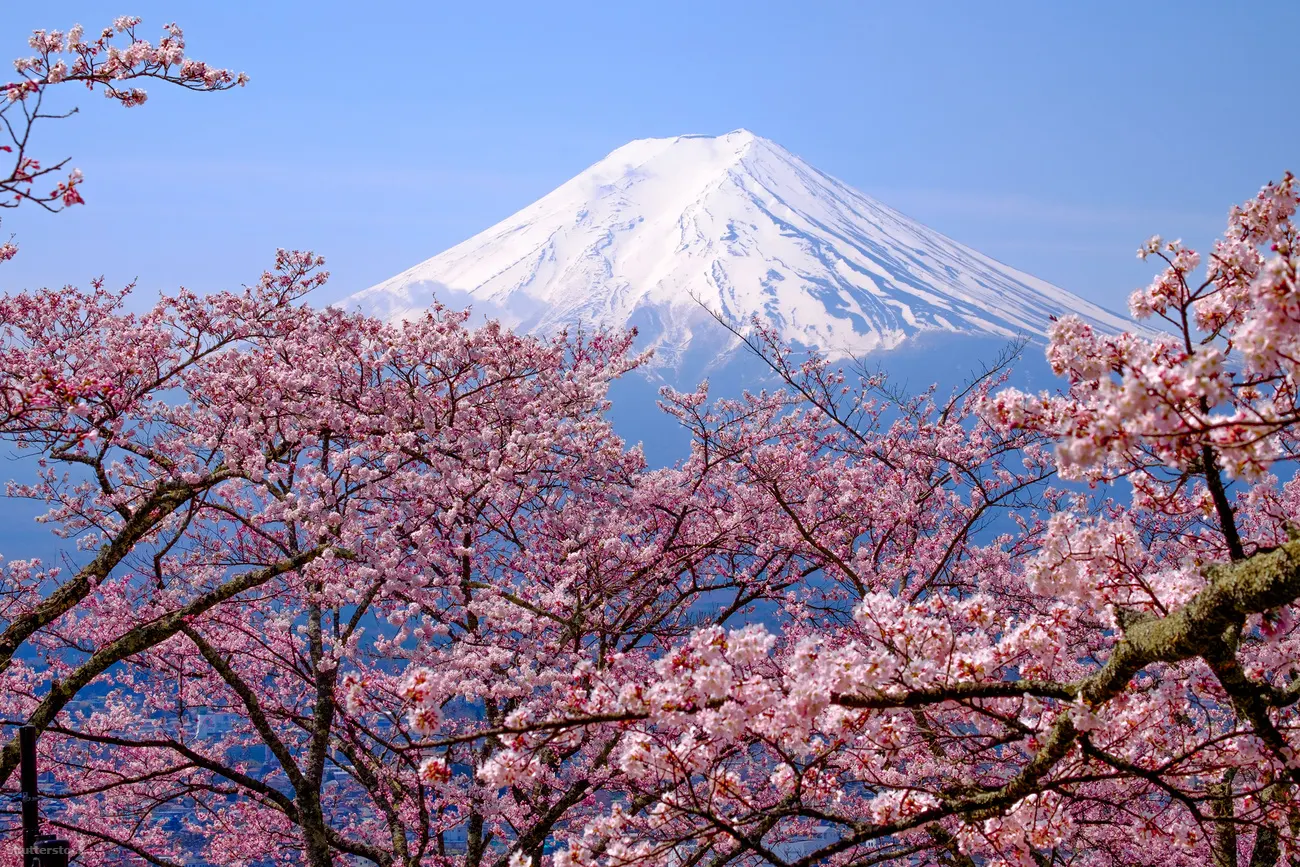 Cherry blossom season, Mount Fuji, Japan - UK travel blog