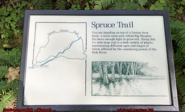 Spruce Nature Trail Hoh Forks