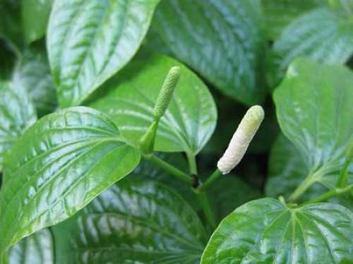 Lá lốt – vị thuốc của dân gian
