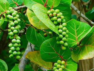 #payabay, #payabayresort, sea grapes, flora, delicious, paya bay resort, roatan, local culture, 