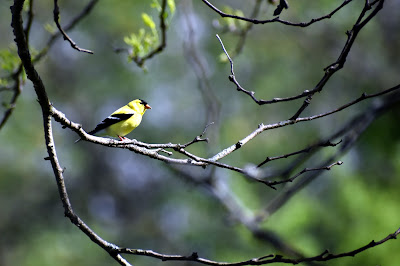 Goldfinch by Cedar Valley Nature Trail