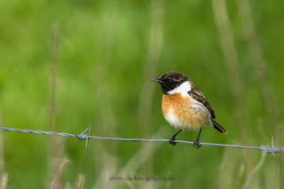 Naturfotografie Wildlifefotografie Lippeaue Schwarzkehlchen