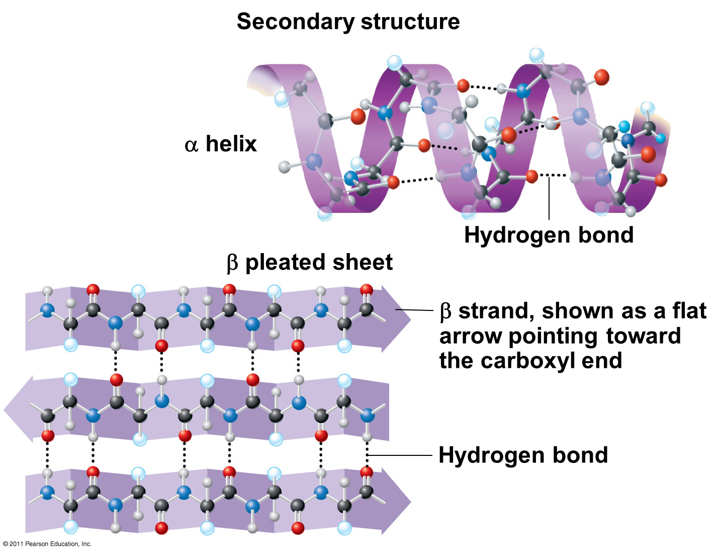 assignment of secondary structure in proteins