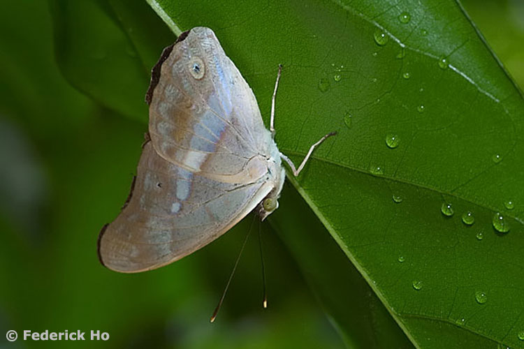Butterflies of Singapore Upside Down Butterflies