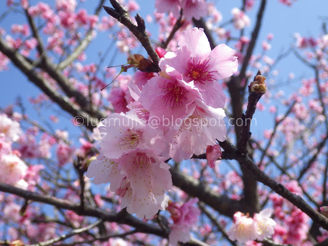 Pingjing St. Lane 42 cherry blossoms Pingjing St. Lane 42 cherry blossoms