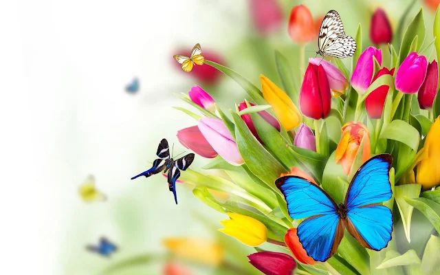 Wallpaper met vlinders en tulpen in de lente
