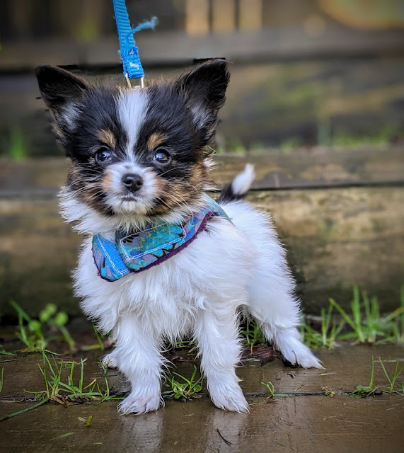 Road's End Papillons Available Papillon Puppies