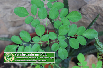 ¿la moringa es buen alimento?