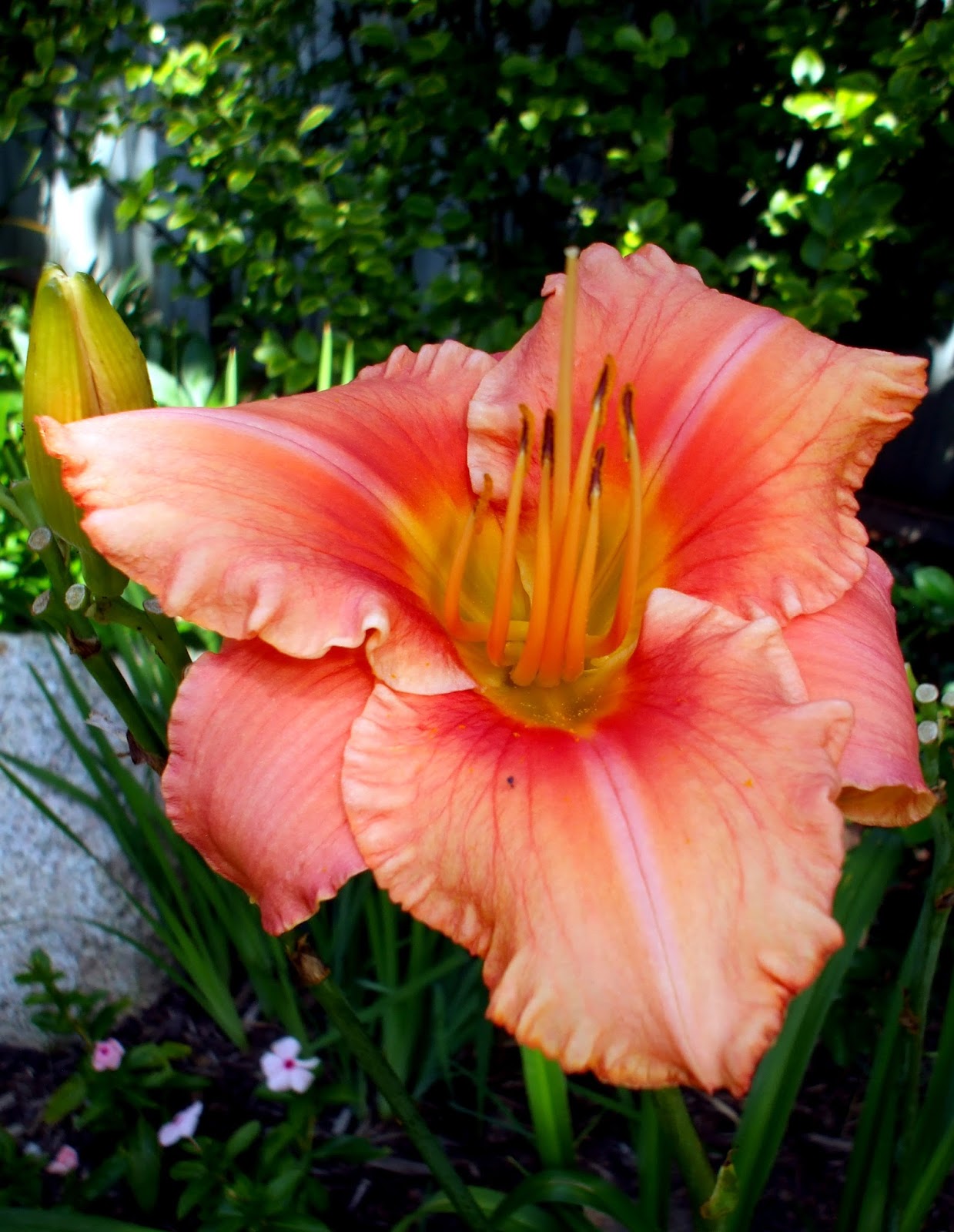 A Rose in the Garden Photo of the Day 'Drums Along the Mohawk' (Last