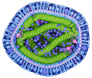 Kızamık virüsü proteinleri