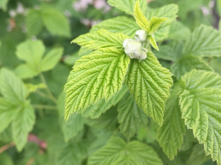 First buds forming on Raspberry in Spring // Zone 6 & 7 Garden Tasks for April // www.thejoyblog.net