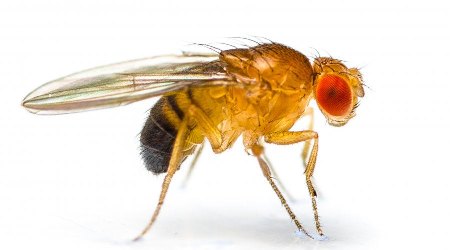 Drosophila melanogaster The wonder fly!