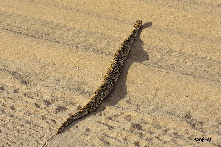 Snakes Puff Adder