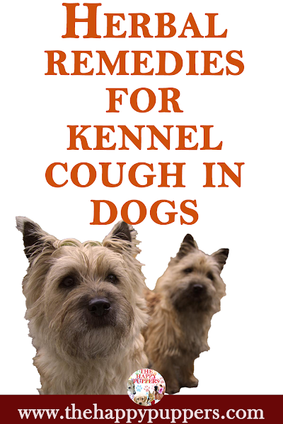 Use herbal remedies to treat kennel cough in dogs