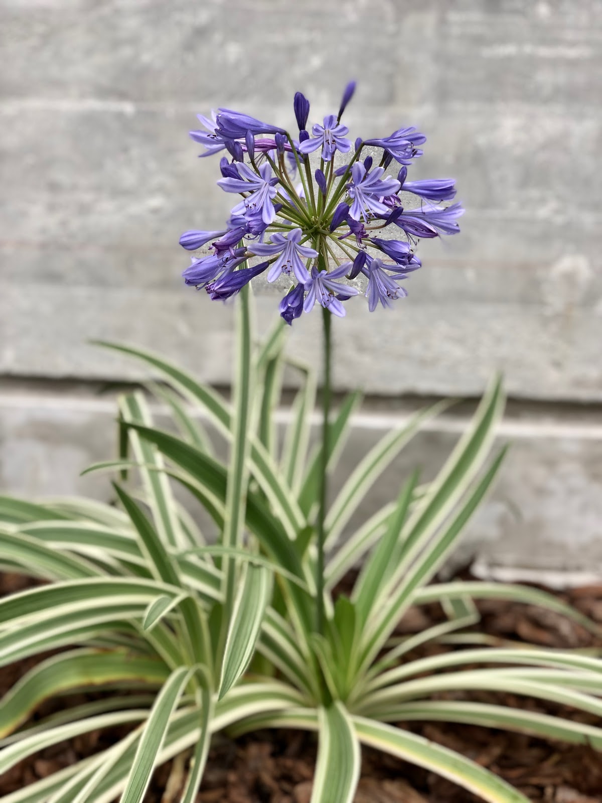 El violeta en el jardín por @itasflowers / Sólo para Mí