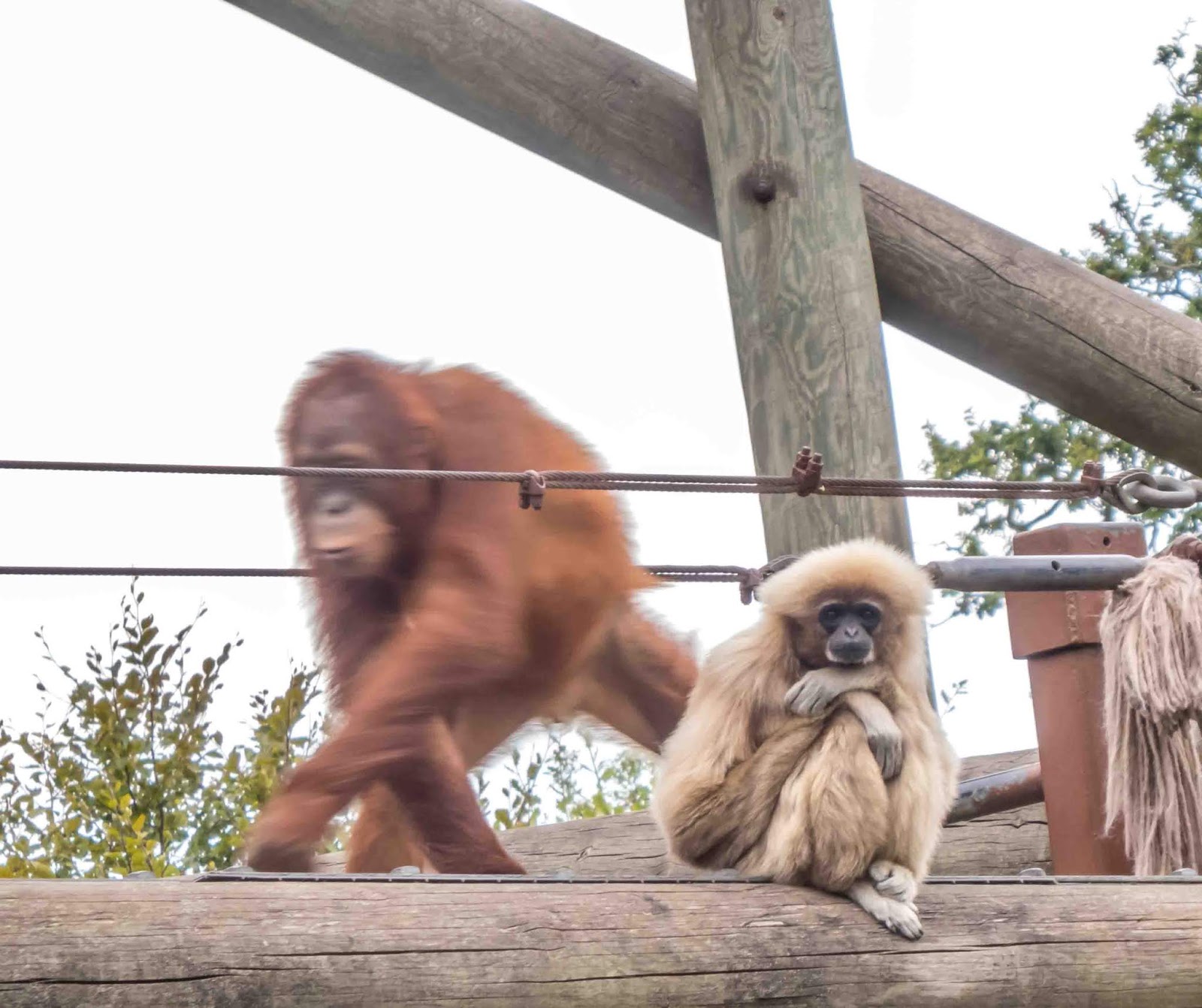 Jersey Zoo WorldTravelReynolds