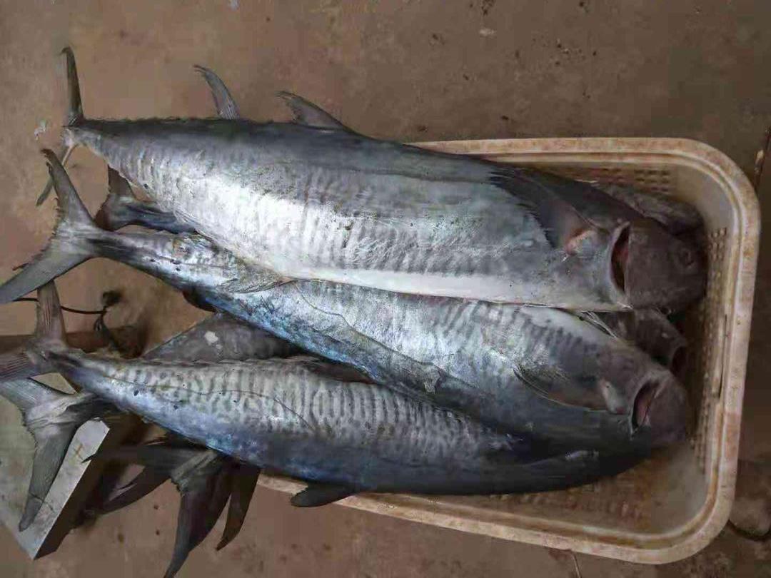 SPANISH MACKEREL VIET SEAFOOD CO.,LTD